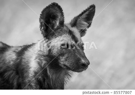 Mono close-up of wild dog facing right Mono close-up of wild dog facing right 85577807