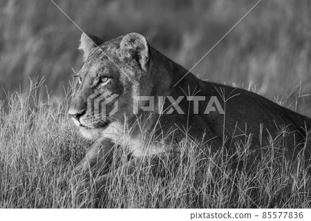 Mono close-up of lion in golden light Mono close-up of lion in golden light 85577836