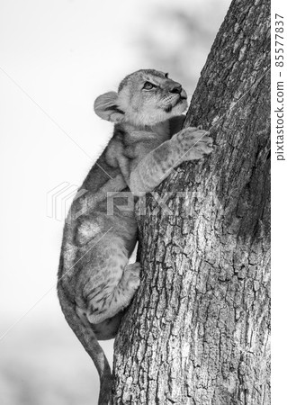 Mono close-up of lion cub climbing tree 85577837