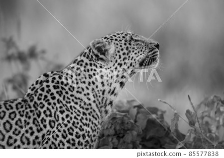 Mono close-up of leopard sitting looking up 85577838