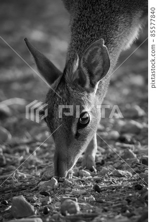 Mono close-up of Kirk dik-dik bending down 85577840