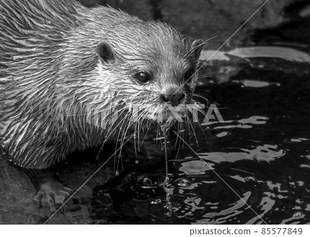 Mono close-up of dripping Asian short-clawed otter 85577849