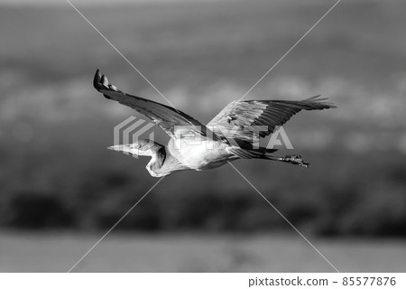 Mono black-headed heron crosses savannah in sunshine Mono black-headed heron crosses savannah in sunshine 85577876