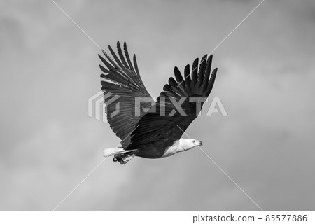 Mono African fish eagle with wings raised Mono African fish eagle with wings raised 85577886