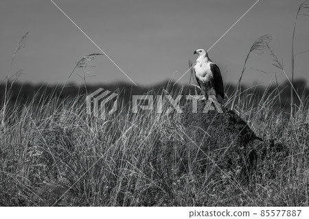 Mono African fish eagle on termite mound 85577887