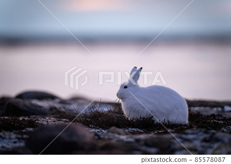 Arctic hare feeds on plants on tundra Arctic hare feeds on plants on tundra 85578087