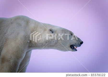 Close-up of polar bear with open mouth 85578122