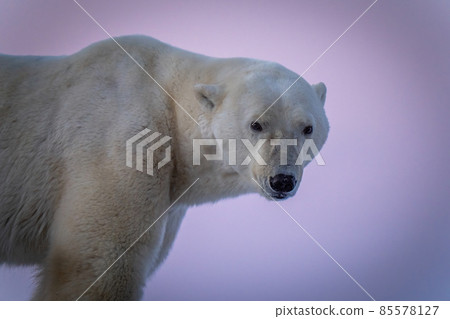 Close-up of polar bear turning towards camera 85578127
