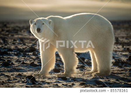 Backlit polar bear stands staring on tundra 85578161