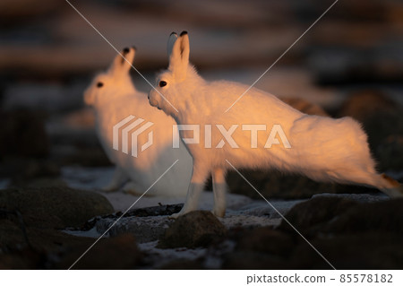 Arctic hare stretches by another at sunset Arctic hare stretches by another at sunset 85578182