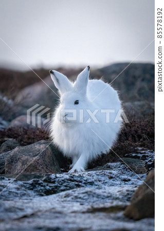 Arctic hare stands amongst rocks on tundra Arctic hare stands amongst rocks on tundra 85578192
