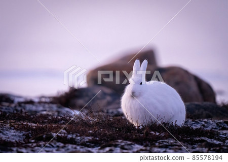 Arctic hare on tundra looks towards camera Arctic hare on tundra looks towards camera 85578194