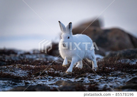 Arctic hare bounds past rocks on tundra Arctic hare bounds past rocks on tundra 85578196