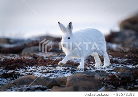 Arctic hare lifts paw walking across tundra Arctic hare lifts paw walking across tundra 85578198