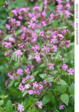 The pink flower of the Clifford Moor , Silene diocia brings some color in the garden 85578300