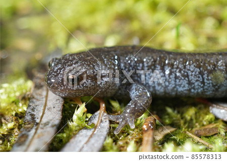 Close up of a colorfull blue dotted juvenile Tokyo Salamander, Hynobius tokyoensis, a species endemic to Japan Close up of a colorfull blue dotted juvenile Tokyo Salamander, Hynobius tokyoensis, a species endemic to Japan 85578313