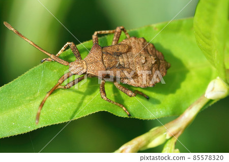 Detailed closeup of a nymph of the Dock bug, Coreus marginatus on a green leaf 85578320