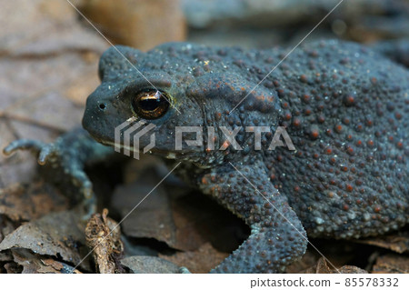 Close up of a female of the common toad, Bufo bufo on fallen leafs 85578332