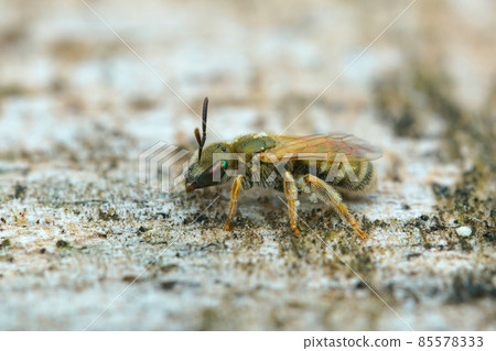 Closeup on a colorful female Emerald metallic green furrow bee, Halictus smaragdulus from Southern France 85578333