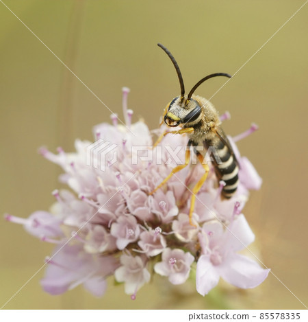 Males of the great banded furrow bee , Halictus scabiosae, are very elongate in shape... They are not plan specific but can be found on scabious flowers quite frequently 85578335