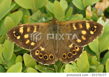 Closeup on a brown speckled wood butterfly, pararge aegeria with open wings in the garden 85578377