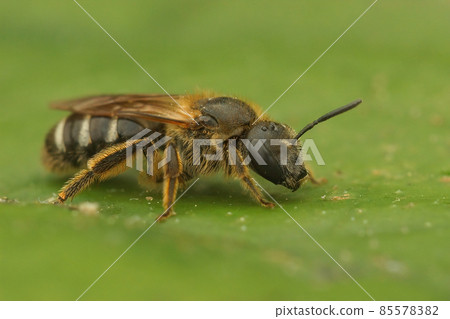 Closeup on a female Bull-headed sweat bee, Lasioglossum zonulum sitting on a green leaf Closeup on a female Bull-headed sweat bee, Lasioglossum zonulum sitting on a green leaf 85578382