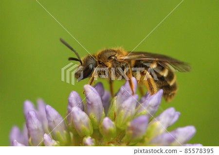 Closeup on a female Common furrow bee, Lasioglossum calceatum, sitting on top of a flower Closeup on a female Common furrow bee, Lasioglossum calceatum, sitting on top of a flower 85578395