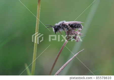 This male Andrena vaga emerged too soon due to the global warming , climate change 85578610