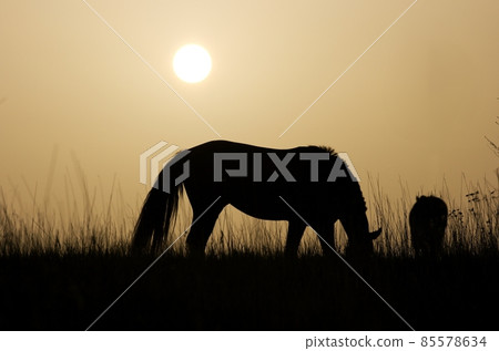 Horse Horse 85578634