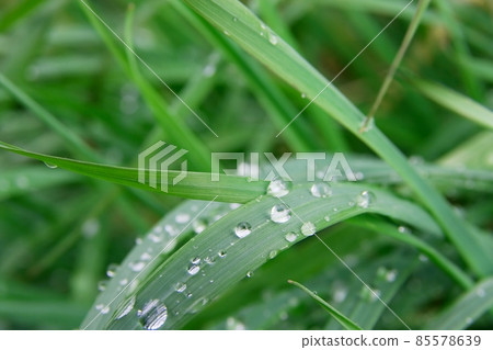 Grass Grass 85578639