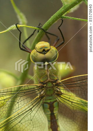 Closeup of a green male Emperor dragonfly, Anax imperator, hanging on a twig Closeup of a green male Emperor dragonfly, Anax imperator, hanging on a twig 85578640