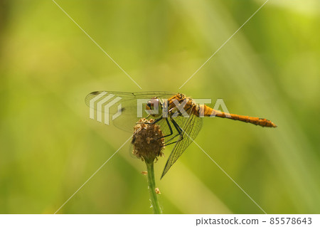 Closeup on a yellow female Ruddy darter dargonfly Sympetrum sanguineum sitting on top a a plant 85578643