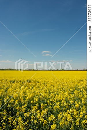Field Field 85578653