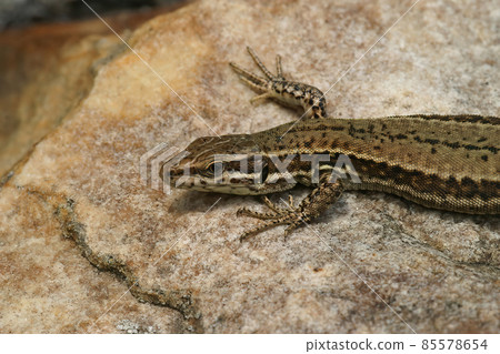 Closeup on the European live-bearing lizard, Podarcis muralis, sitting on a stone Closeup on the European live-bearing lizard, Podarcis muralis, sitting on a stone 85578654