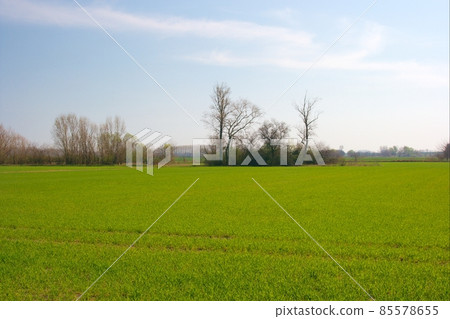 Field Field 85578655
