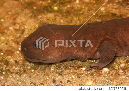 Closeup on the head of an adult male aquatic Chinese Shangcheng Stout Salamander , Pachyhynobius shangchengensis Closeup on the head of an adult male aquatic Chinese Shangcheng Stout Salamander , Pachyhynobius shangchengensis 85578656
