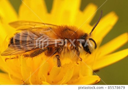 Closeup of a male of the pantaloon bee or hairy-legged mining bee, Dasypoda hirtipes on a yellow Oxytongue , Picris , flower Closeup of a male of the pantaloon bee or hairy-legged mining bee, Dasypoda hirtipes on a yellow Oxytongue , Picris , flower 85578679