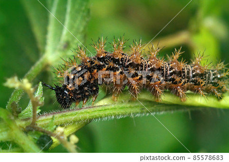 Closeup on the spiky caterpillar of the map butterfly, Araschnia levana , in the vegetation in the garden Closeup on the spiky caterpillar of the map butterfly, Araschnia levana , in the vegetation in the garden 85578683