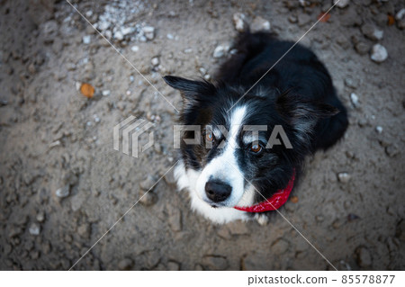 Black and white border collie in nature Black and white border collie in nature 85578877