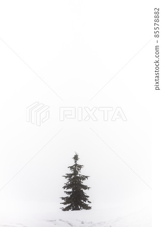 Horizontal landscape photo of an isolated lonely tree in the fog on empty field covered with snow with white background during winter foggy day 85578882