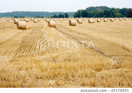 Agriculture Agriculture 85578955