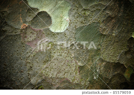 Abstract natural texture of bark of pine Abstract natural texture of bark of pine 85579059