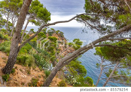 Calella de Palafrugell, Spain, view from a high point on the coast, interesting crooked growing trees in the foreground, Botanical Garden by the sea 85579254