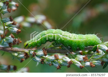 Detailed closeup on the green caterpillar of the Silver Y moth, Autographa gamma 85579297