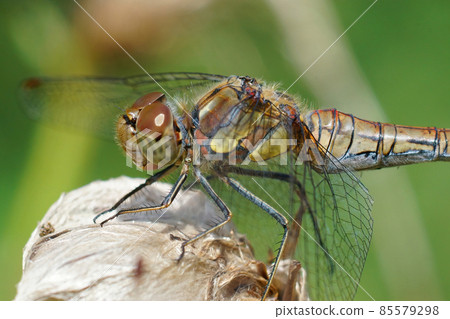Closeup on Common darter dragonfly, Sympetrum striolatum sitting on top of a thistle Closeup on Common darter dragonfly, Sympetrum striolatum sitting on top of a thistle 85579298
