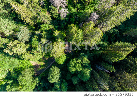 Tops of coniferous trees in a wild forest, aerial view in flight Tops of coniferous trees in a wild forest, aerial view in flight 85579335