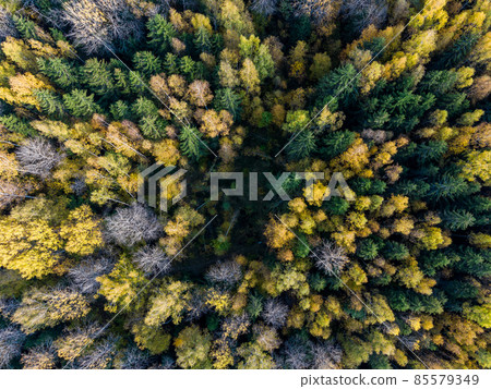 Yellow-green crowns of trees in the autumn forest from a height Yellow-green crowns of trees in the autumn forest from a height 85579349