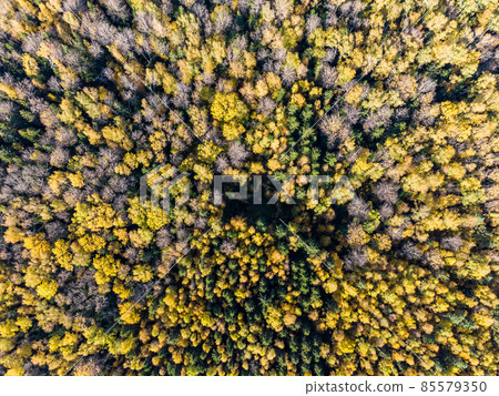 Yellowed tree crowns in the autumn forest from a height 85579350