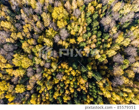 Yellowed tree crowns in the autumn forest from a height Yellowed tree crowns in the autumn forest from a height 85579351