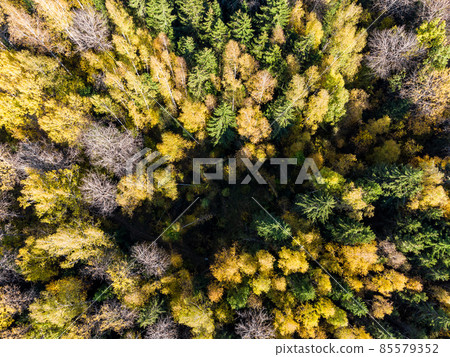 Yellowed tree crowns in the autumn forest from a height 85579352